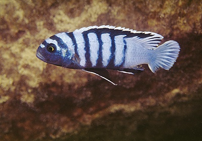 Cynotilapia zebroides 'Mala Point'